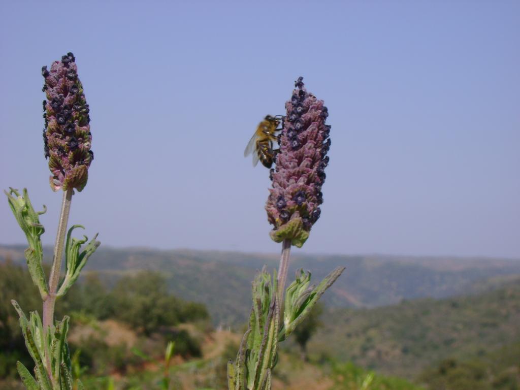 Gasthaus Herdade De Vale Covo - Agroturismo Mértola Exterior foto