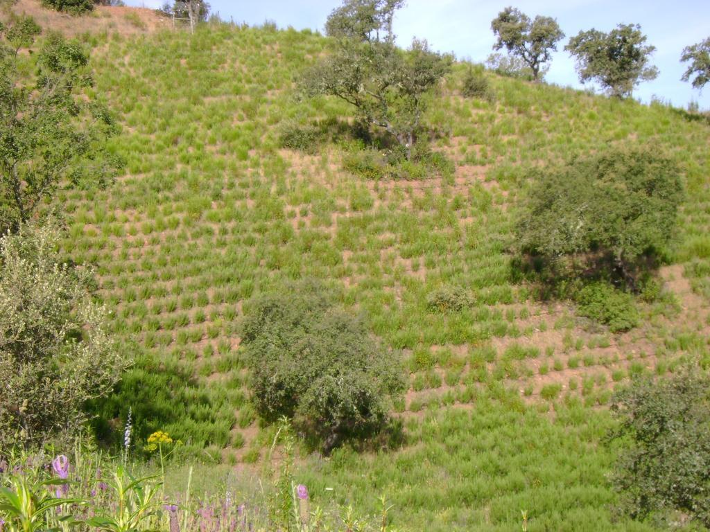 Gasthaus Herdade De Vale Covo - Agroturismo Mértola Exterior foto